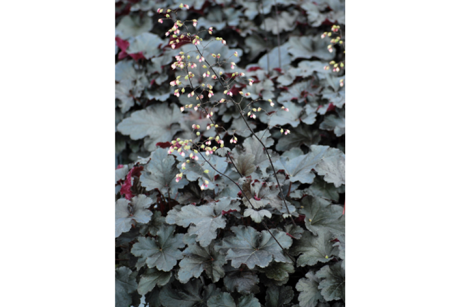 Heuchera v BlackPearl6-19-2017F