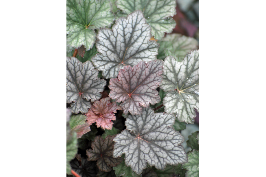 Heuchera v FrostedVioletMH_PF6-19-17F