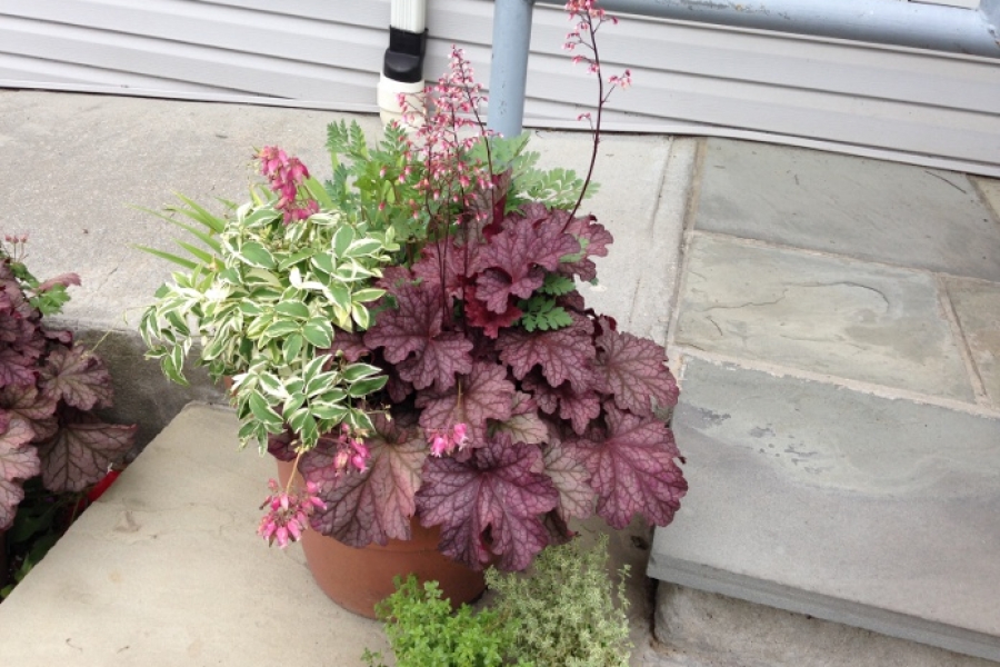 Heuchera v. ‘Berry Smoothie’_4513