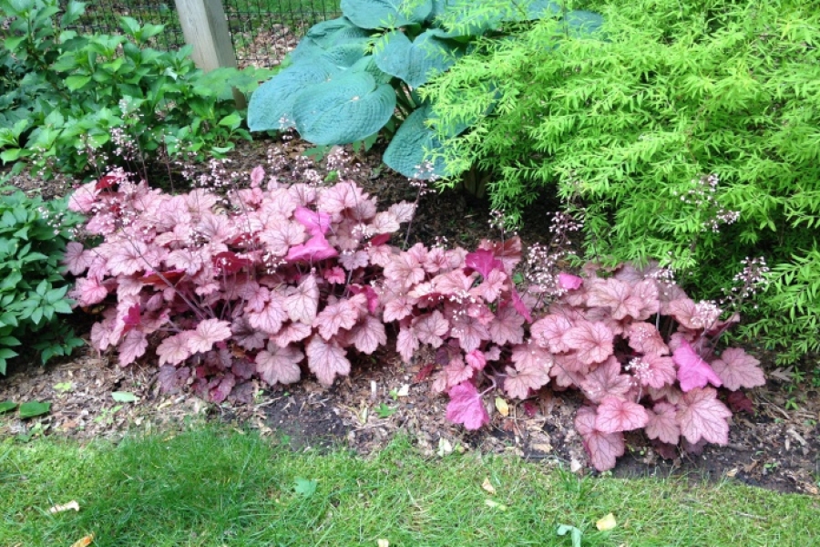 Heuchera v. ‘Georgia Peach’_0822