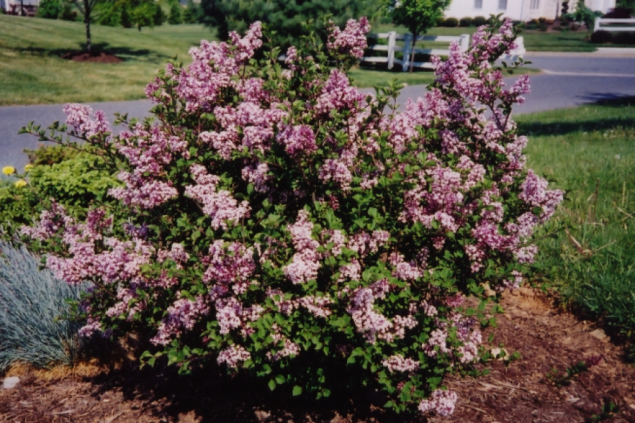 Syringa 'Miss Kim'
