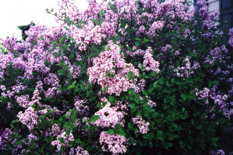 Syringa ‘Miss Kim’_3
