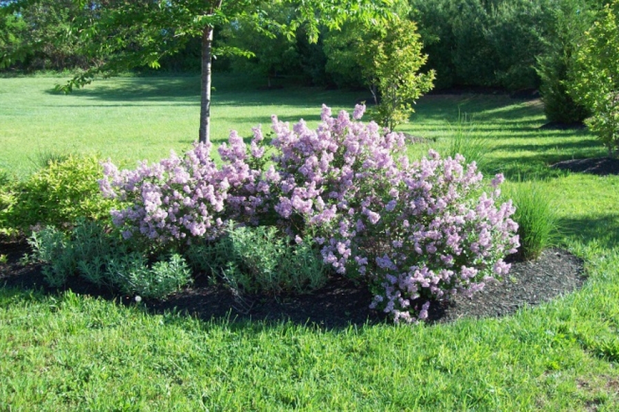 Syringa pat. ‘Miss Kim’_1051