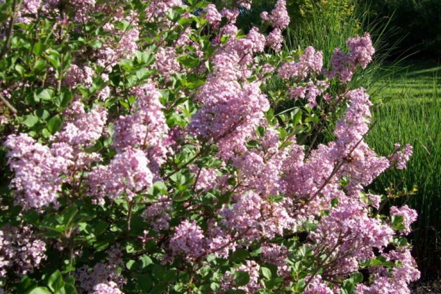 Syringa 'Miss Kim'