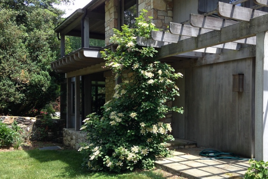 Hydrangea anomola var. petiolaris
