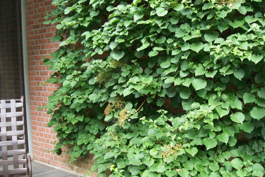 Hydrangea anomola var. petiolaris