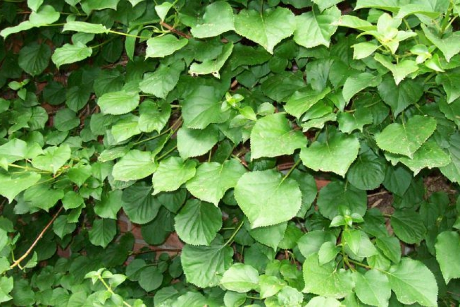 Hydrangea anomola var. petiolaris