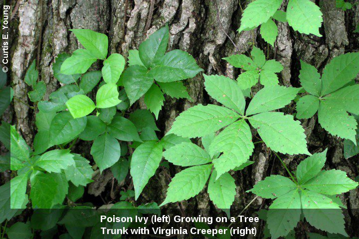 Poison Ivy vs. Virginia Creeper  Mississippi State University Extension  Service