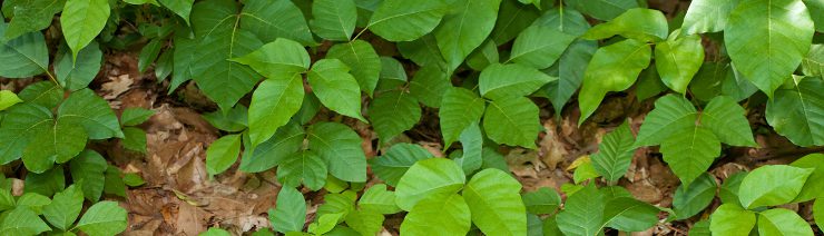Poison Ivy