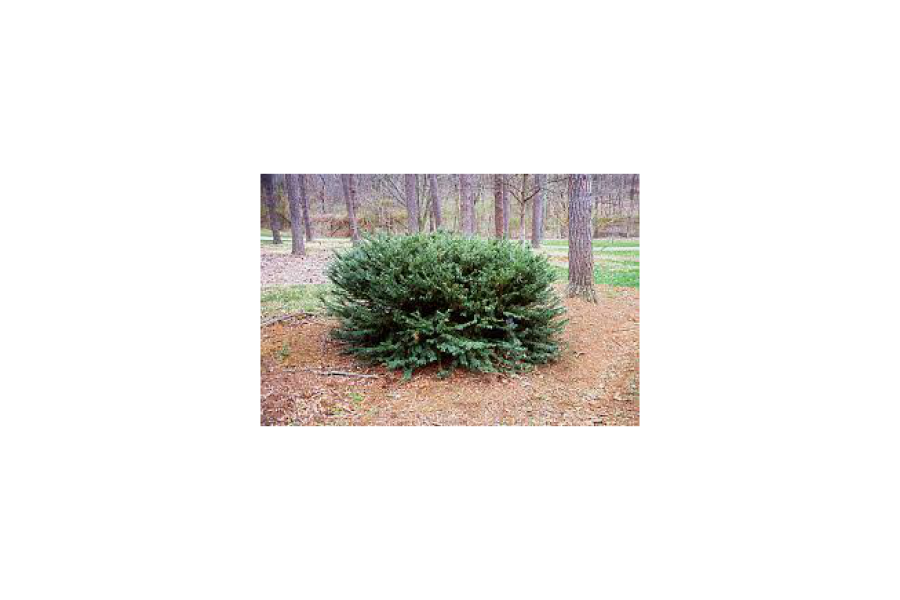 Cephalotaxus harr. 'Drupacea'