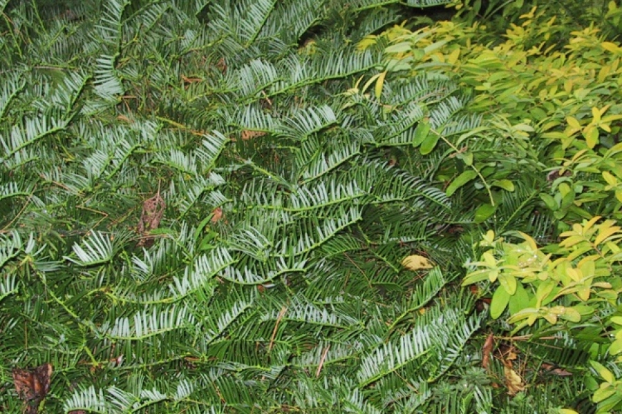 Cephalotaxus harr.'Prostrata'
