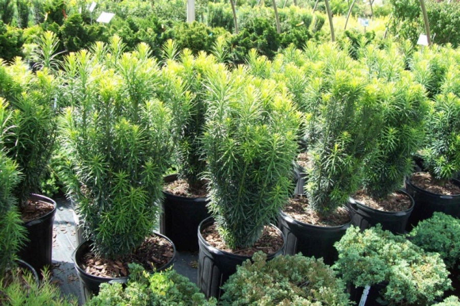 Cephalotaxus harr. 'Fastigiata'