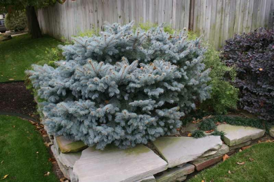 Picea pung. ‘Glauca Globosa’_14727