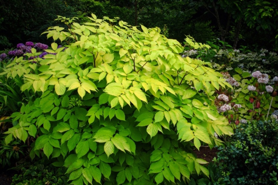 Aralia cordata ‘Sun King’