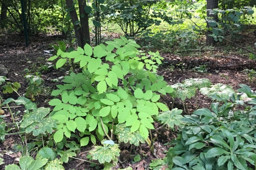 Aralia cordata ‘Sun King’
