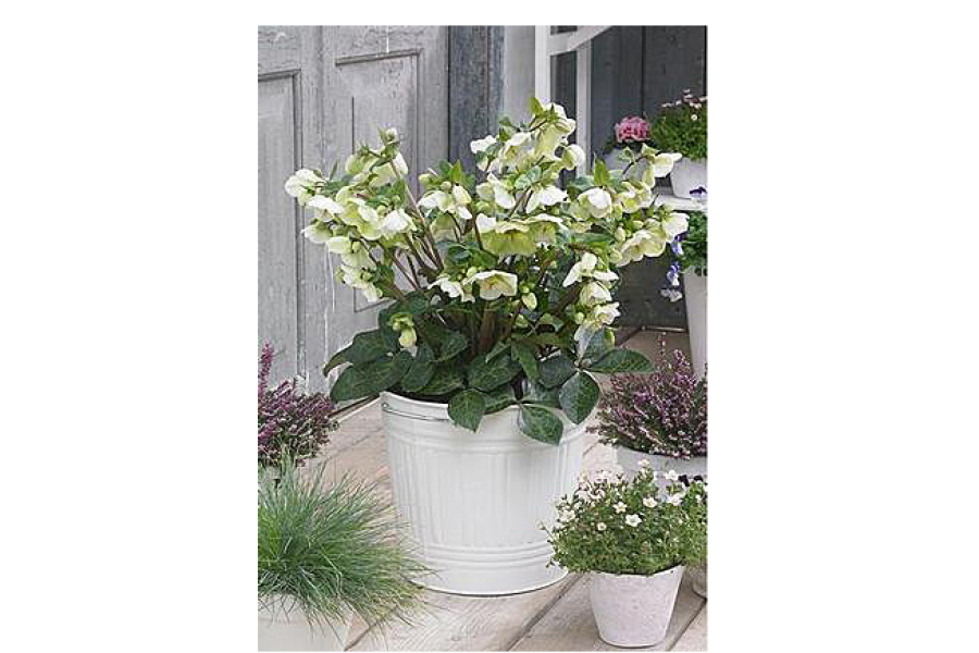 Helleborus x Frostkiss ‘Mollys White’