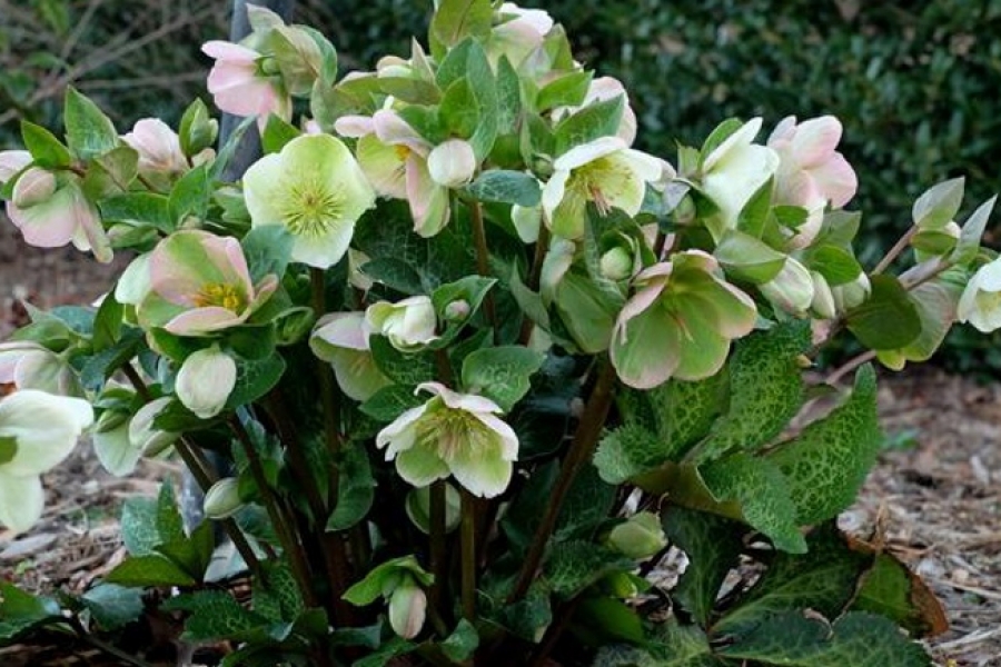 Helleborus x Frostkiss ‘Mollys White’
