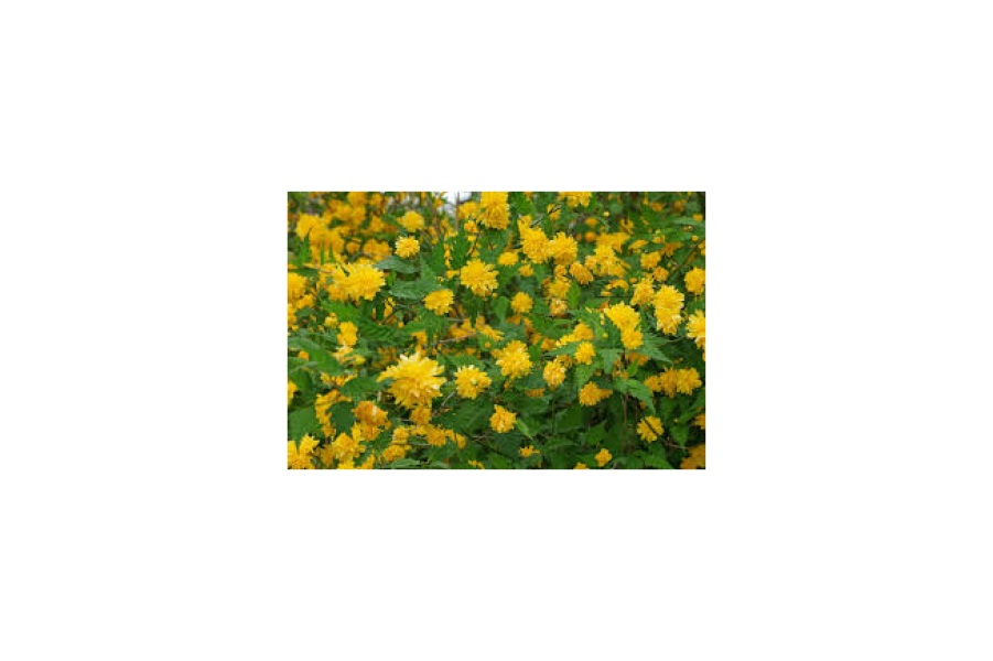 Kerria j. ‘Pleniflora’