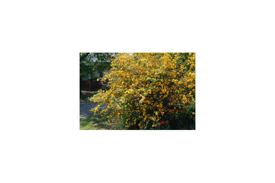 Kerria j. ‘Pleniflora’