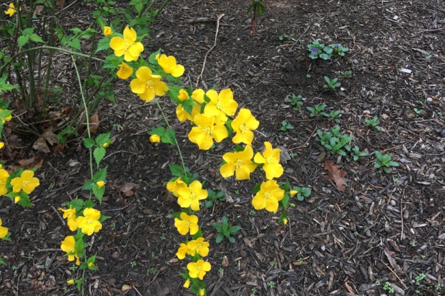 Kerria j. ‘Superba’