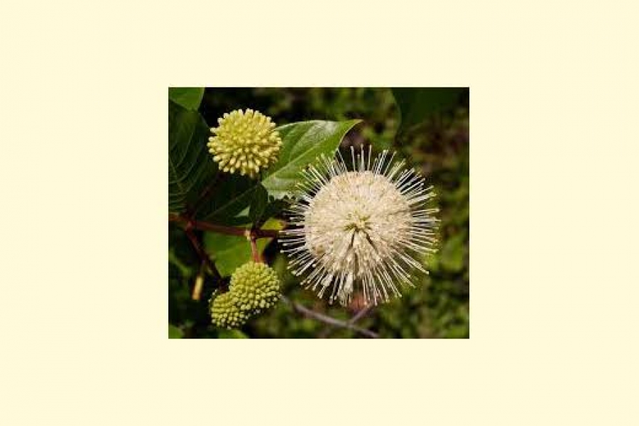 Cephalanthus occid_001