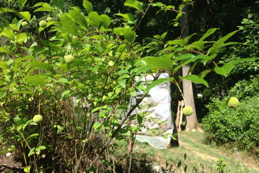 Cephalanthus occid_7491