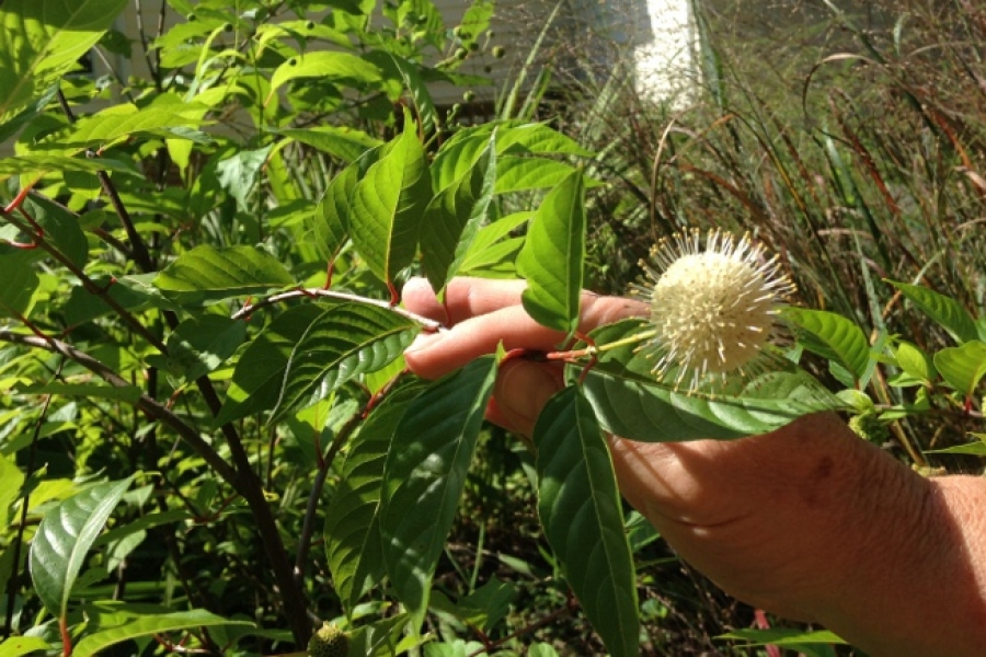 Cephalanthus occid