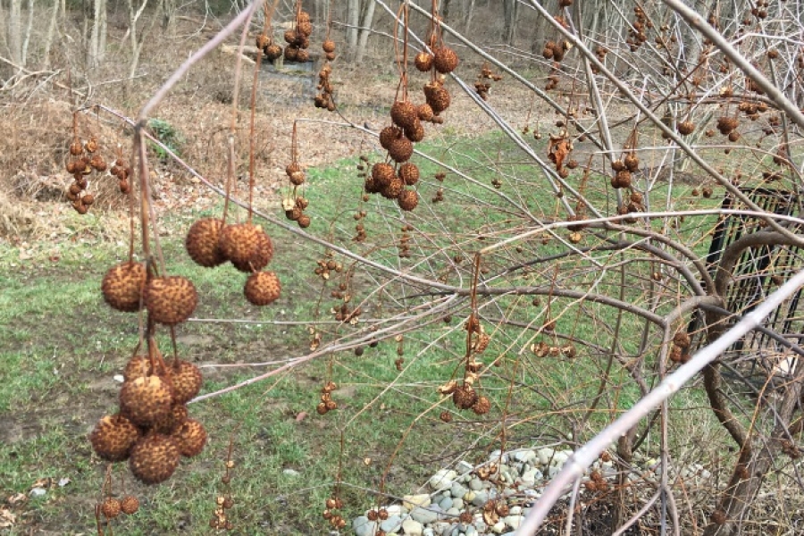 Cephalanthus_4823