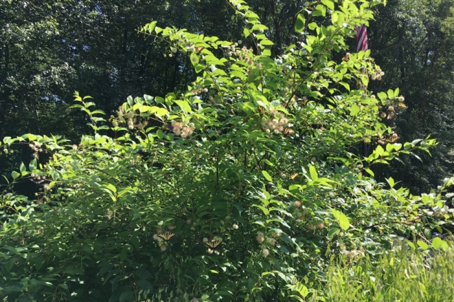 Cephalanthus_6941 (002)