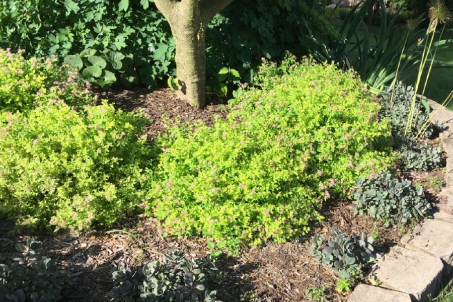 Dwarf ‘Golden Elf’ Spirea