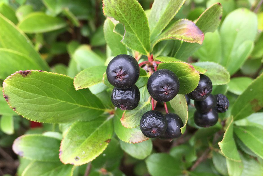Aronia melanocarpa 'Low Scape'