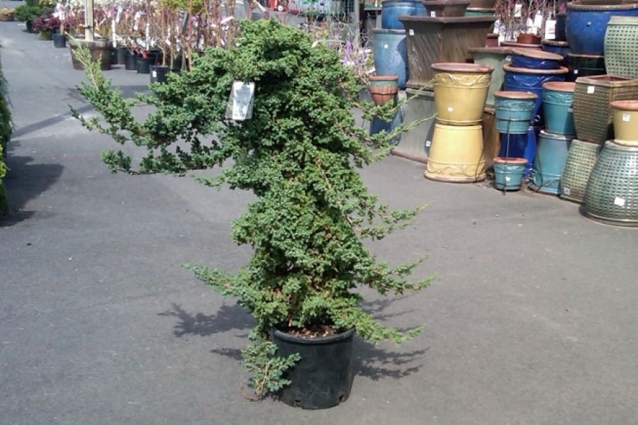 Juniperus procumbens ‘Nana’