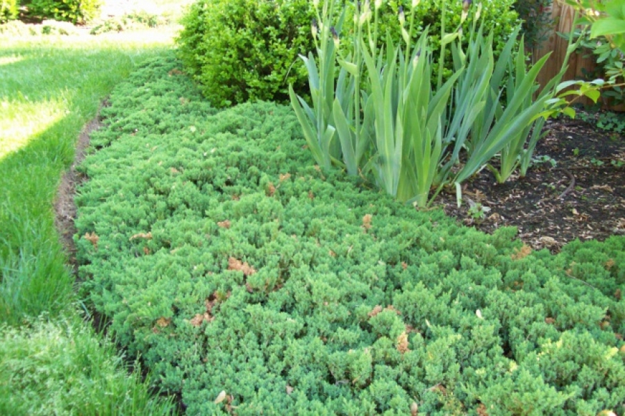 Juniperus procumbens ‘Nana’