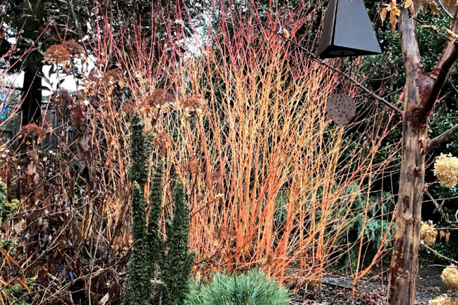 Cornus sanguinea ‘Midwinter Fire’