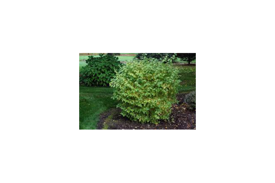 Cornus sanguinea ‘Midwinter Fire’