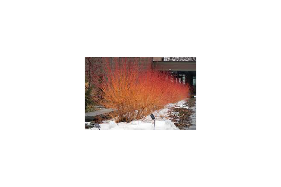 Cornus sanguinea ‘Midwinter Fire’