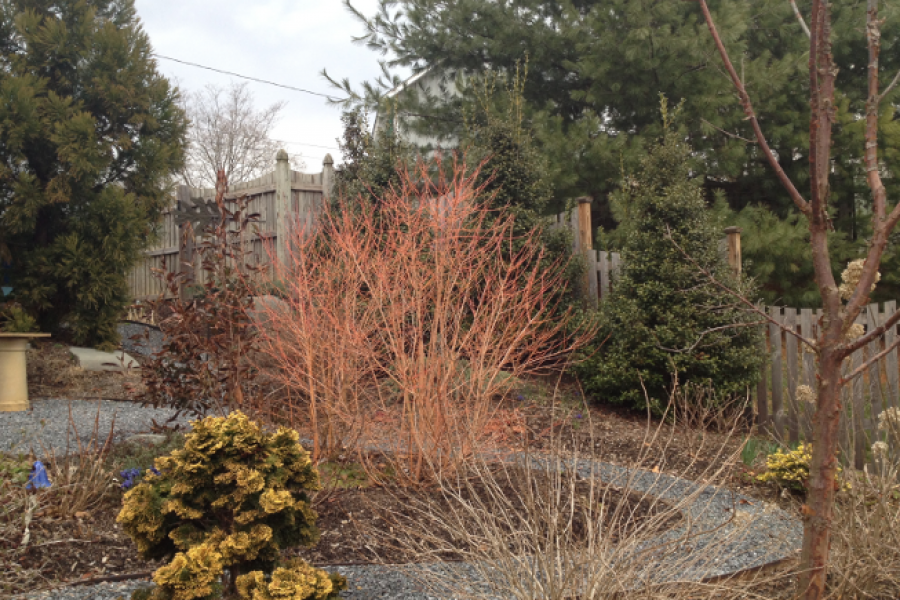 Cornus sanguinea ‘Midwinter Fire’
