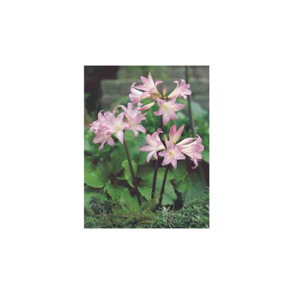 Amaryllis belladonna_001_v1