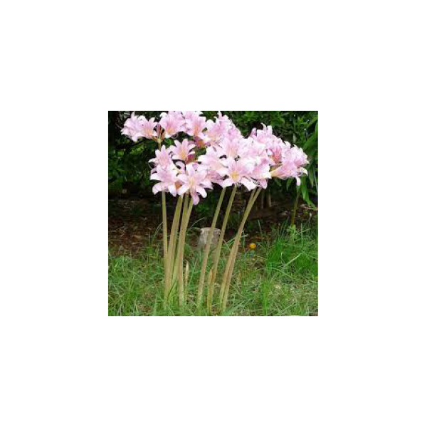 Amaryllis belladonna_002_v2
