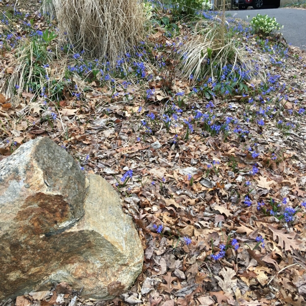 Early Snow Glories (Chionodoxa forbesii)