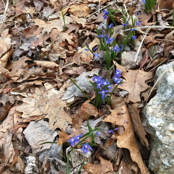 Early Snow Glories (Chionodoxa forbesii)