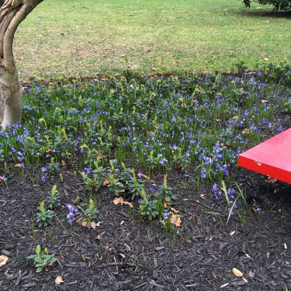 Early Snow Glories (Chionodoxa forbesii)