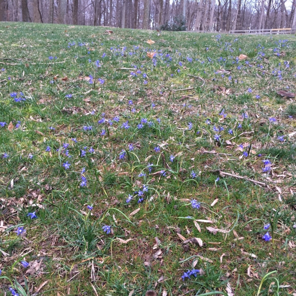 Early Snow Glories (Chionodoxa forbesii)