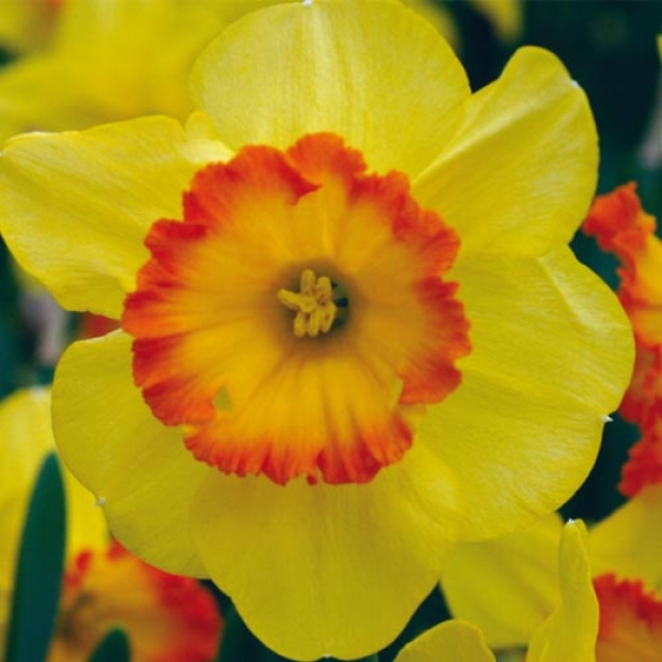 Daffodil Delibes