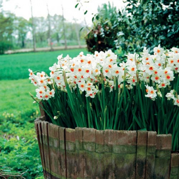 Daffodil Geranium