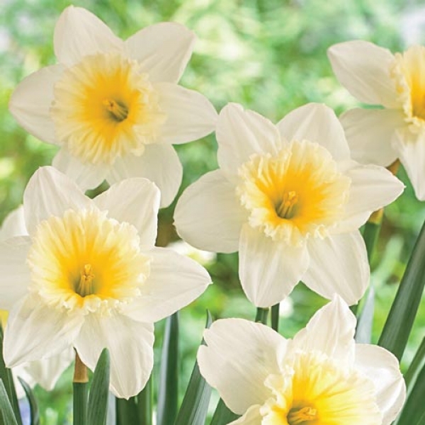 Daffodil Ice Follies
