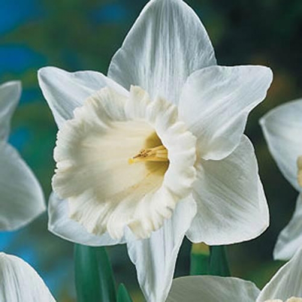 Daffodil Mount Hood