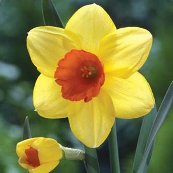 Daffodil Red Devon