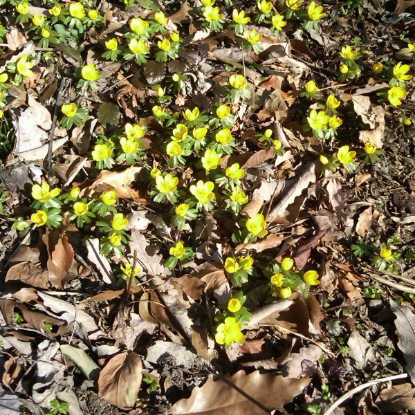 Winter Aconite