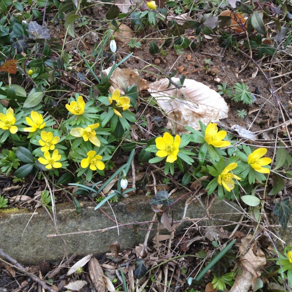Winter Aconite